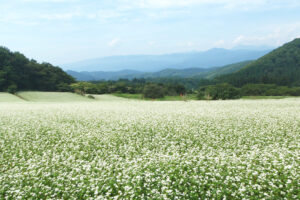 作谷沢の蕎麦畑