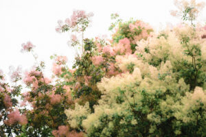 作谷沢スモークツリー