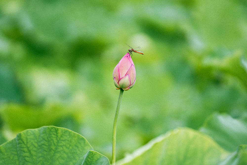 作谷沢ハスの里　たての香苑