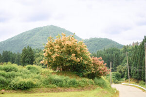 作谷沢スモークツリー