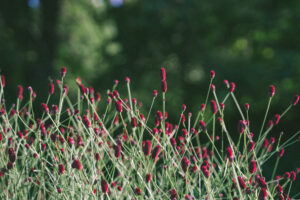 作谷沢の吾亦紅