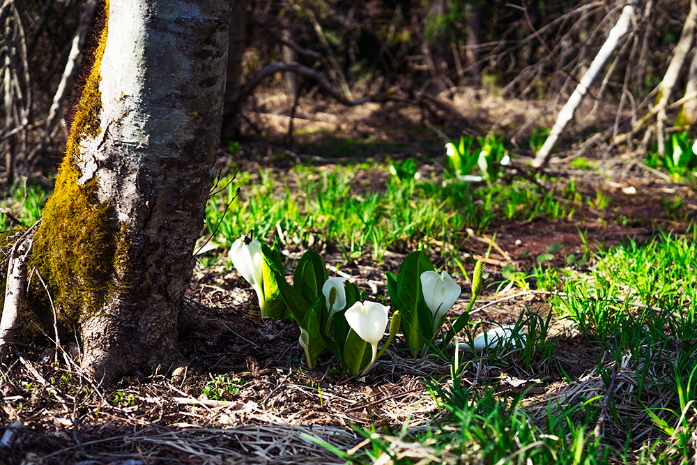 嶽原地区の水芭蕉見頃